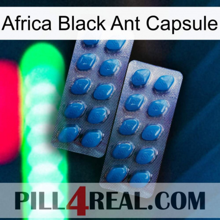 Africa Black Ant Capsule viagra2